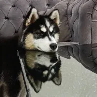 سگ هاسکی مالاموت