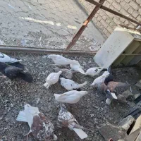 کبوتر|پرنده|فلاورجان, |دیوار