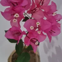 گل روز مادر|گل و گیاه طبیعی|مراغه, |دیوار