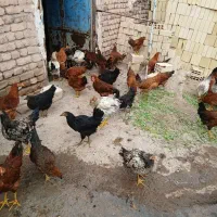 بوقلمون .مرغ و خروس|حیوانات مزرعه|قزوین, |دیوار