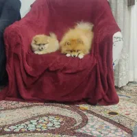 پامر|سگ|کرمان, |دیوار