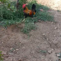 خروس دورگه یوسل بلژیکی