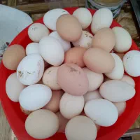 تخم مرغ خونگی