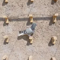 کفتر سینه سیاه و سبز دمسفید|پرنده|مرودشت, پشت سایپا‎|دیوار