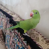جوجه ملنگو نر شاه تخم