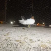 کفتر جفتی