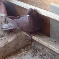 کفتر|پرنده|قم, کیوانفر|دیوار