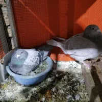 کفتر جفتی آلمانی|پرنده|شیروان (خراسان), |دیوار