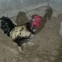 خروس محلی لاری