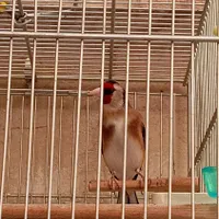 جفت سهره مولدکارداده.|پرنده|کرج, شهرک گلها|دیوار