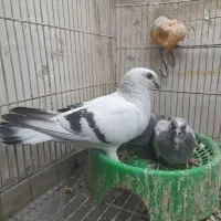 کبوتر ک ف ت ر|حراج|مشهد, محمدآباد|دیوار