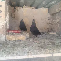 کبوتر