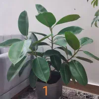 فروش چند گلدان شیک و بزرگ مناسب خانه و محل کار