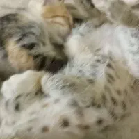 و‌اگزاری ۲گربه شیطان وکامللن دستی