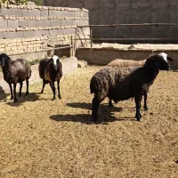 میش|حیوانات مزرعه|جوادآباد, |دیوار