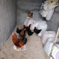 15 عدد خروس ۱۰ عدد مرغ|حیوانات مزرعه|جوادآباد, |دیوار