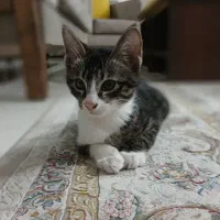 واگذاری گربه ۴ ماهه