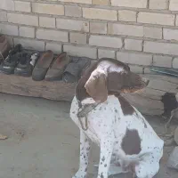 سگ شکاری حرفه ای