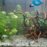 انواع ماهی|ماهی|رشت, پیرکلاچای|دیوار