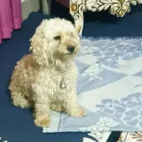 واگذاری یک قلاده سگ پا کوتاه