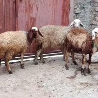 سه راس بره|حیوانات مزرعه|بروجرد, |دیوار