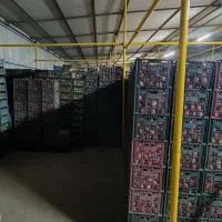 فروش سیب قرمز و زرد