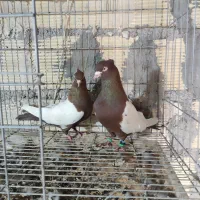 سینه سرخ نرو ماده