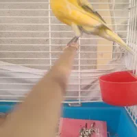 قناری نر|پرنده|الوند, |دیوار