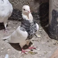 ماده طوقی هفترنگ
