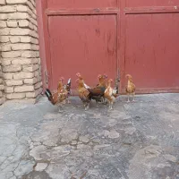 مرغ|حیوانات مزرعه|دهگلان, |دیوار