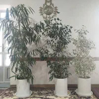 گل بنجامین ،بنجامین ابلغ ،بنجامین آمستل