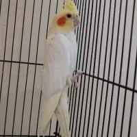 عروس هلندی ماده|پرنده|مشکیندشت, |دیوار