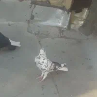 کفتر
