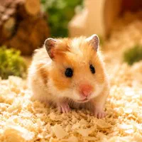 همسترلندHamsterLand
