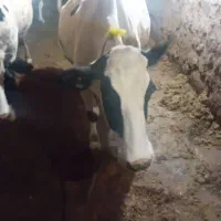 گاو و گوساله