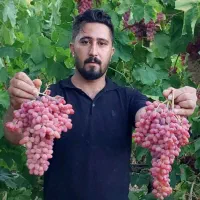 فروش نهال انگور ریشه لخت دوساله