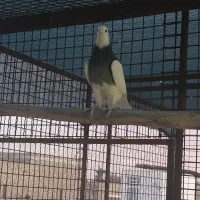 طوقی نسل برتر