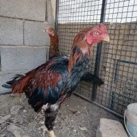 خروس لاری اصل|حیوانات مزرعه|سیرجان, |دیوار