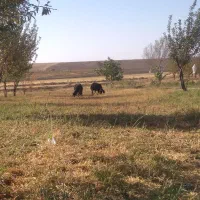 برنر۵رس بهترین