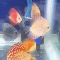 ماهی دیسک|ماهی|امیدیه, |دیوار