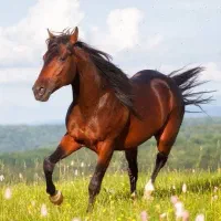 اسب دوخون پرشی