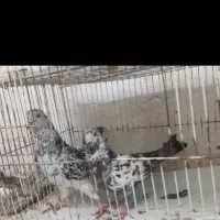 ۳۰عدد کبوتر تهرانی معاوضه با لاری