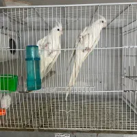 حیوانات|پرنده|تربت جام, المهدی|دیوار