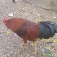 خروس