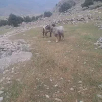میش بره