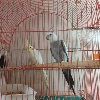 یک جفت عروس هلندی