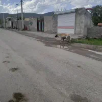 سگ گله ی