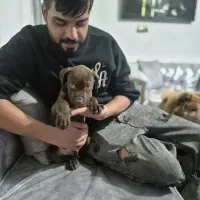 توله پیت بول|سگ|کرج, حیدرآباد|دیوار