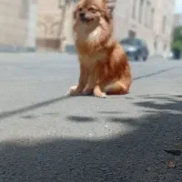 واگذاری پامرین روباهی