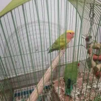 طوطی برزیلی نروماده